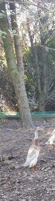 Młode kaczory biegusy z maja 2025