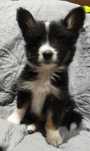 Border Collie (Clássico)