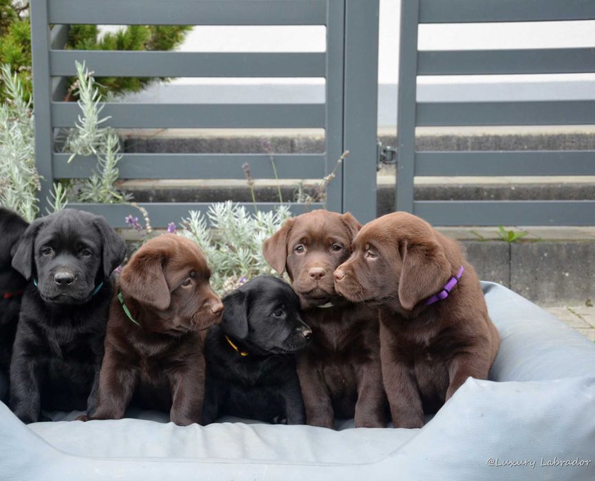 Labrador Retriever, metryka ZKwP (FCI)