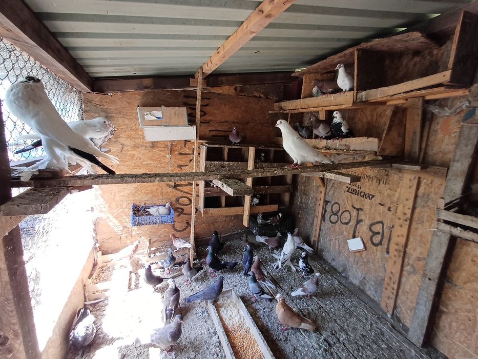 pombas de várias raças