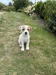 Gotowy do odbioru Parson Russell Terrier samiec