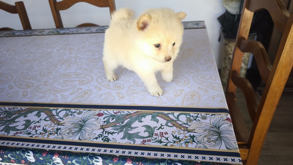Spitz alemão lulu da Pomerânia entrego em todo o país