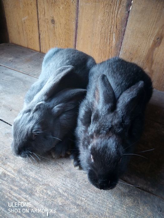 Кролики продаю кроликів