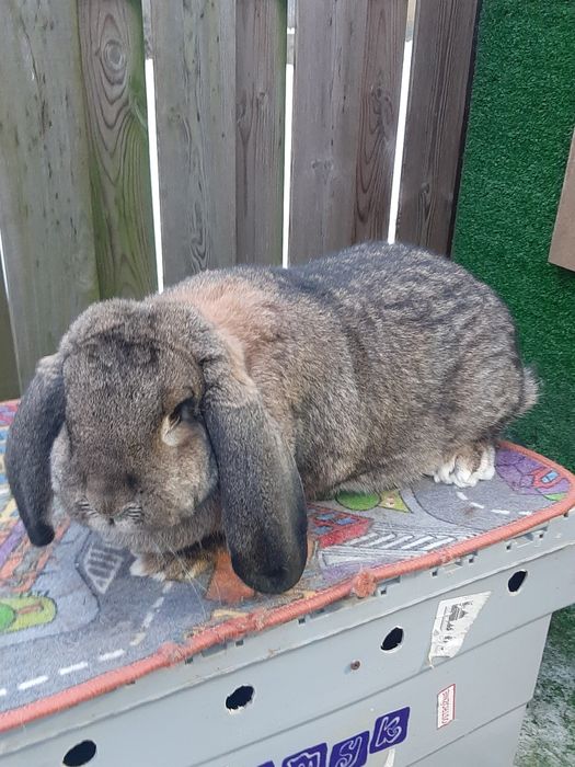 Samice Francuski Baran Szary po ocenach