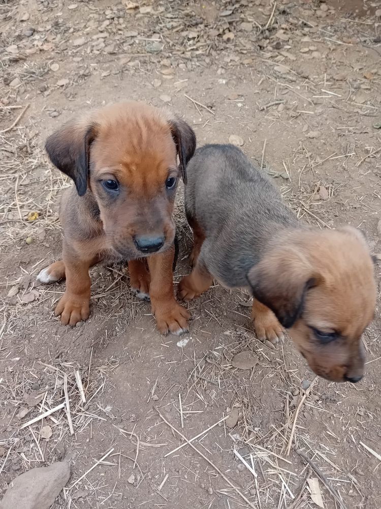 Cães Leao da Rodésia