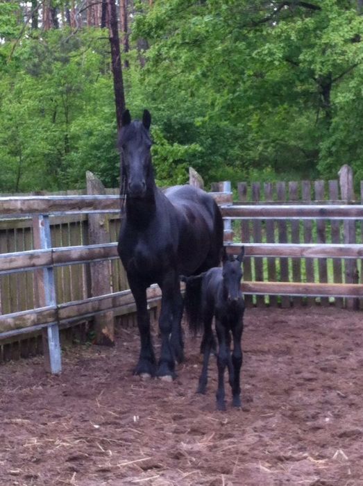 Жеребенок кобыла Фриза