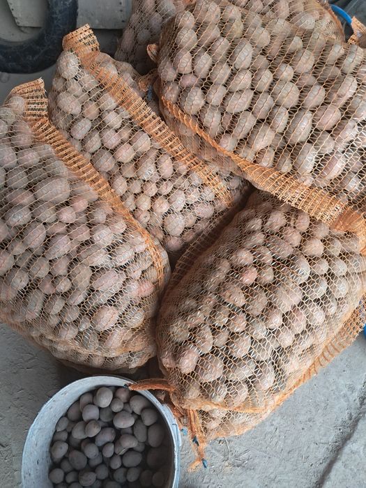 Ziemniaki jadalne od rolnika