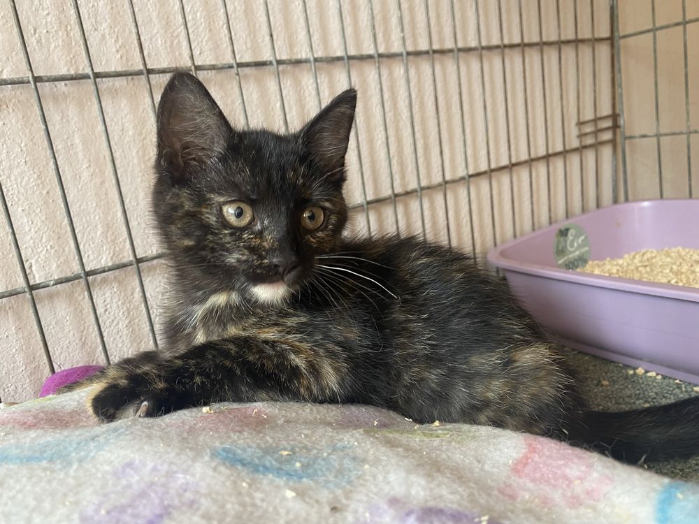 Koteczka do adopcji - Kiki kocha wszystkich