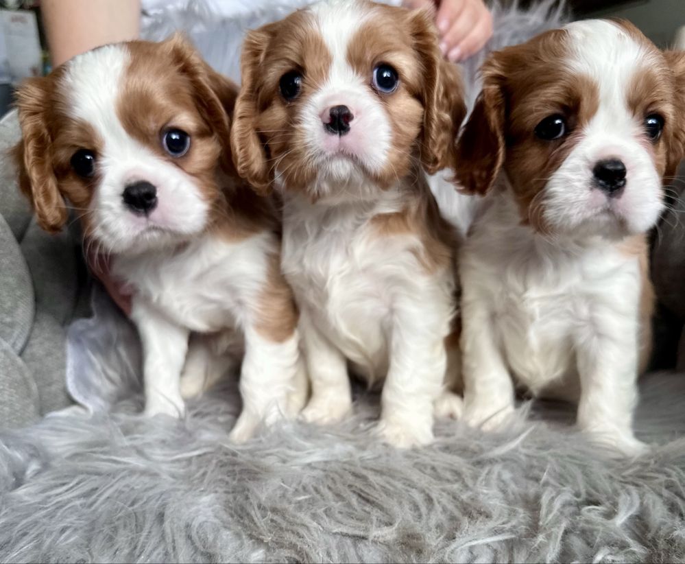 Dziewczynka cavalier king charles spaniel