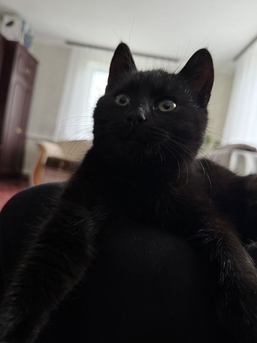 Віддамо кошенята в добрі руки