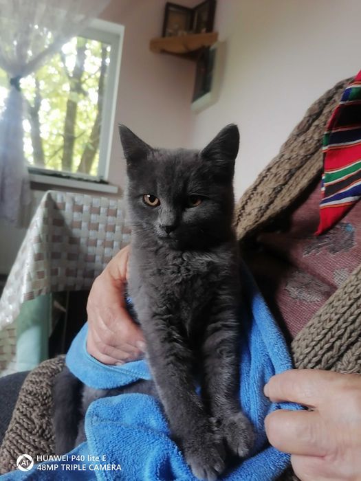 Отдам даром в хорошие руки