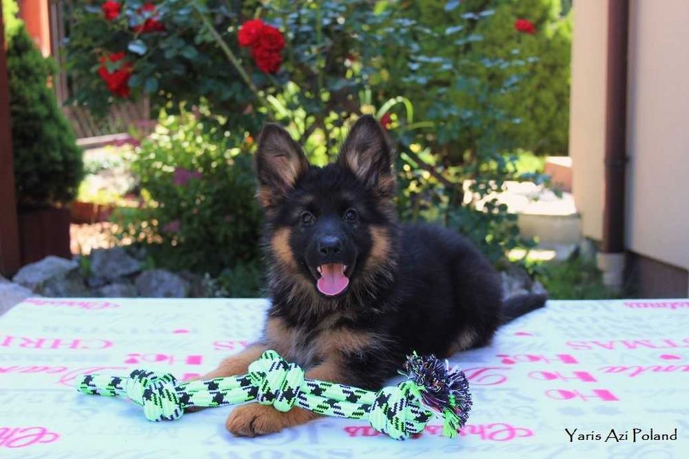 Owczarek Niemiecki Długowłosy FCI ( ZKwP ) Z RODOWODEM  POTĘŻNE !!!