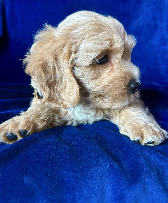 Maltipoo sliczny chlopiec