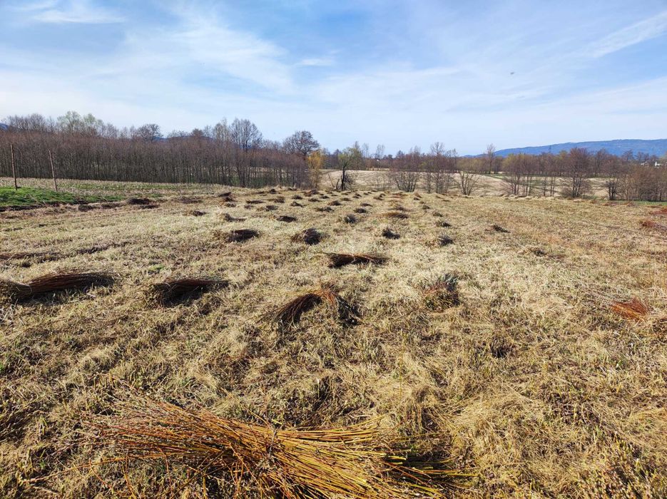 Wiklina amerykanka sucha nie sortowana.