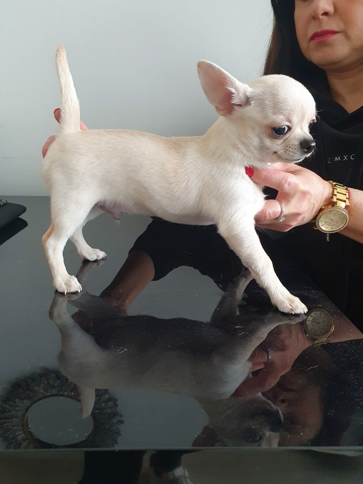 Chihuahua krótkowłosy FCI