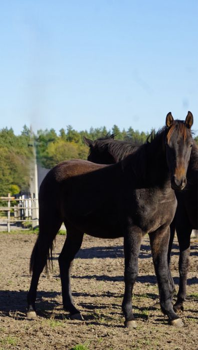 Roczny ogierek typ szlachetny