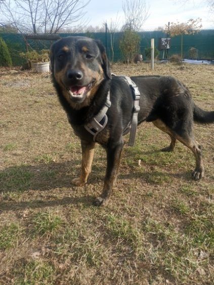 Bobek 1,5 roku do adopcji