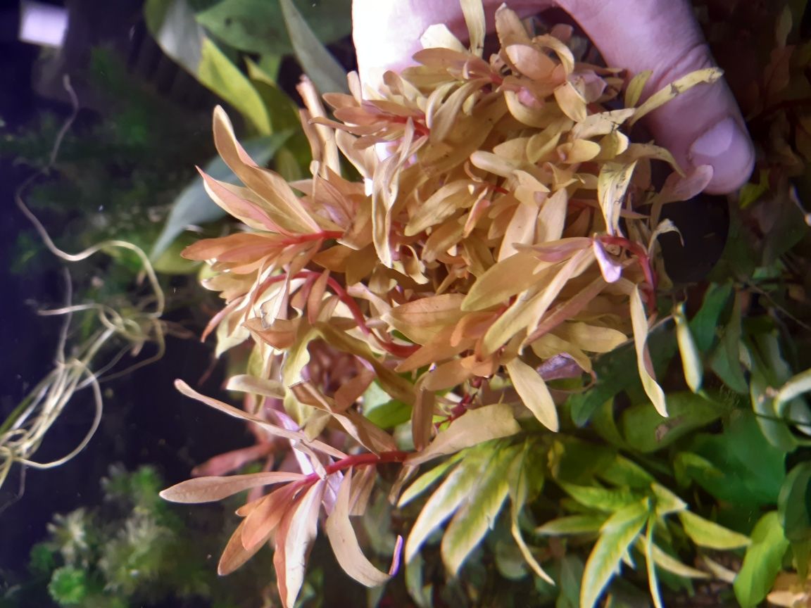 Ammania Nesaea Gold (koszyczek)
