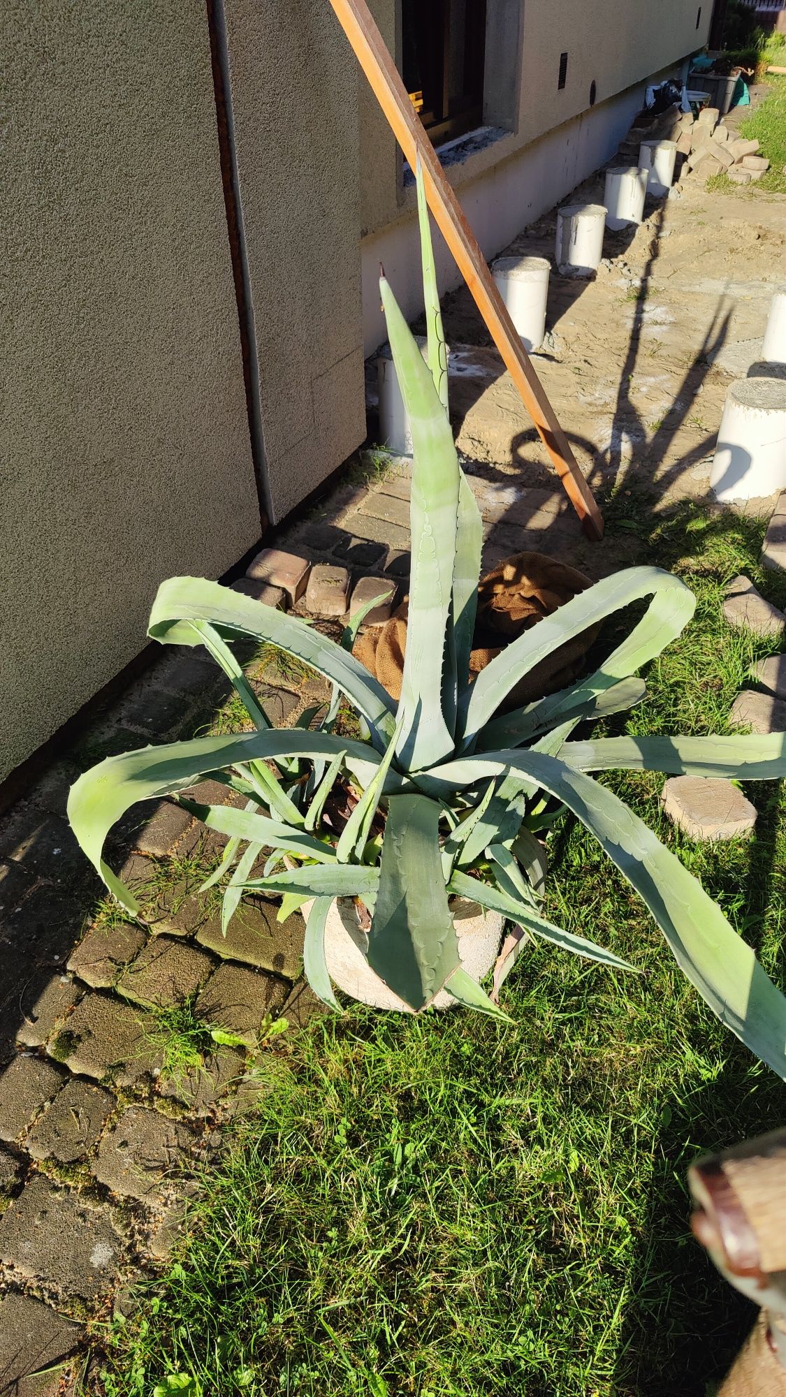 Ogromna piękna agawa