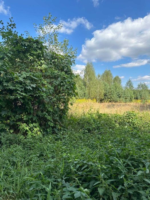 Działka 5100m2 pod lasem, siedlisko
