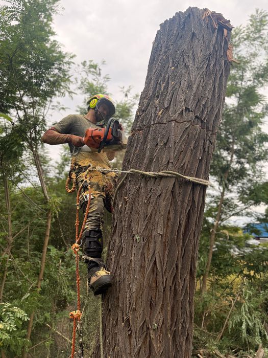 Wycinka drzew • Rębakowanie • Wynajem rębaka z dowozem