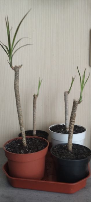 Продам молоді драценки.