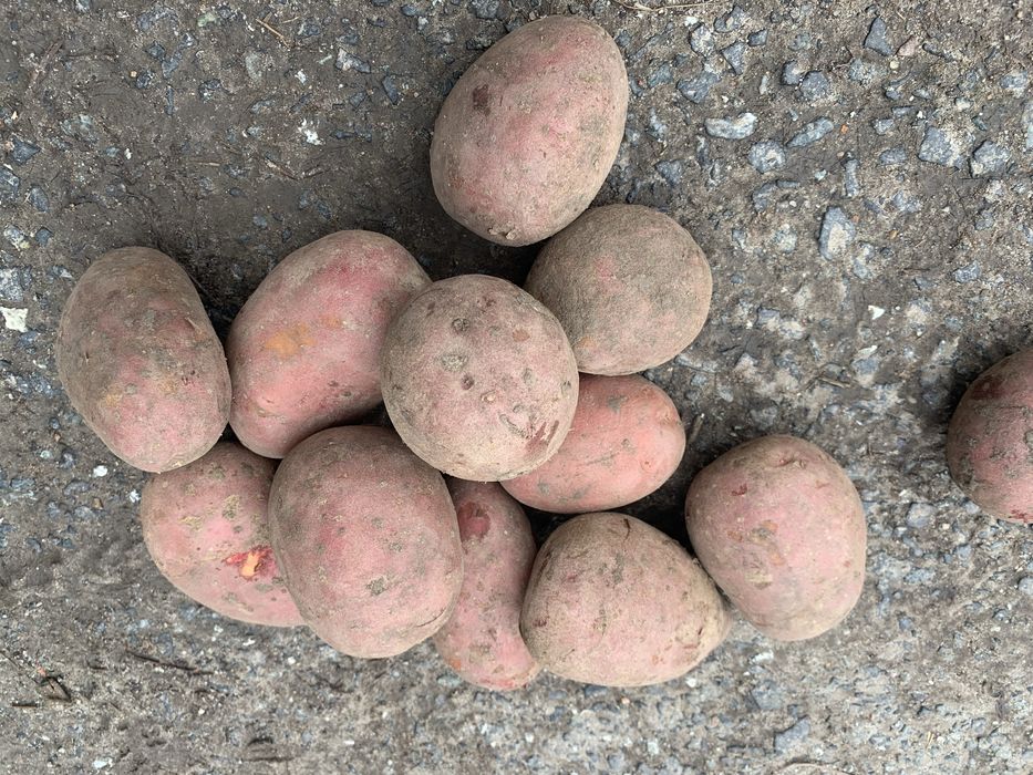 Ziemniaki jadalne Gala Soraya Lilli Red Sonia Queen Anne