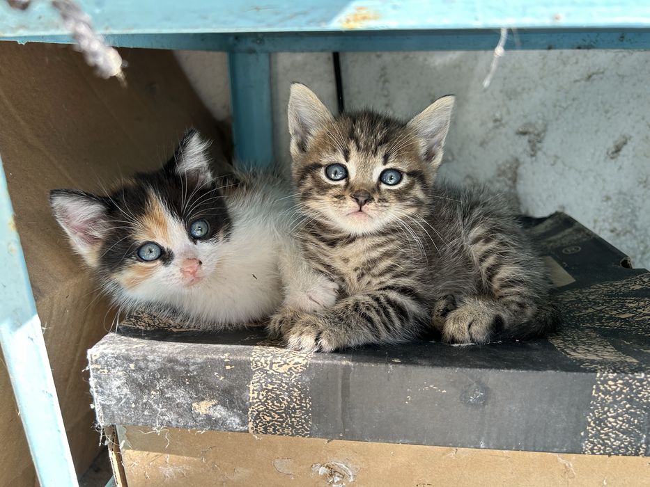 Відам безкоштовно чудових кошенят