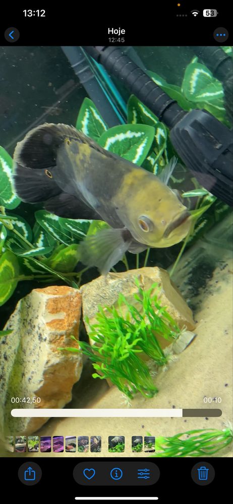 oscar bumblebee 30cm