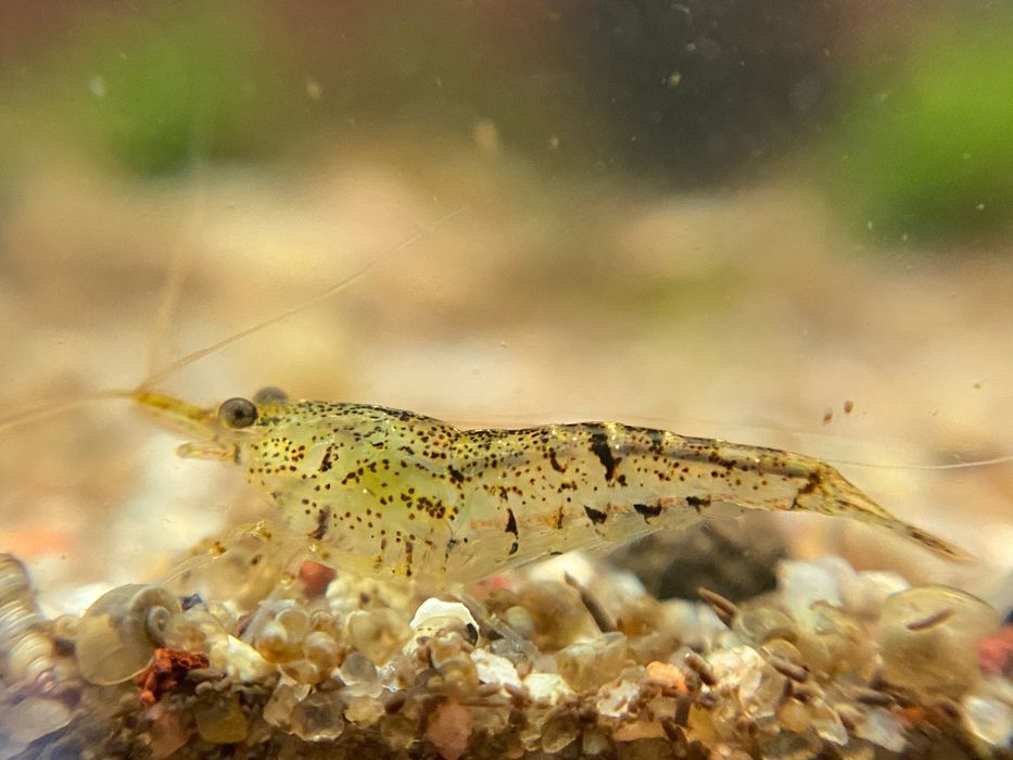 Neocaridina Davidi "wild" - camarões para aquário ou lago