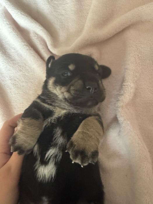 oddam szczeniaka w dobre rece