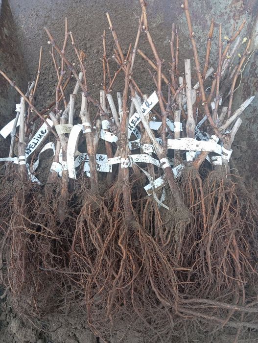 Sadzonki, winogron winorośli deserowych