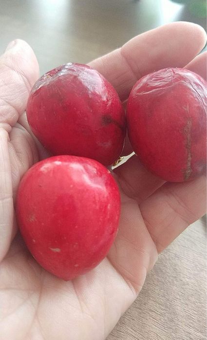 Каріса або кімнатна слива, сіянці