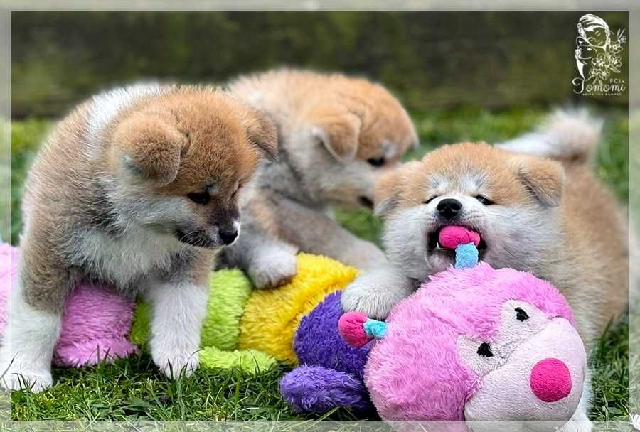 AKITA czerwony szczeniak ZKwP + AKIHO