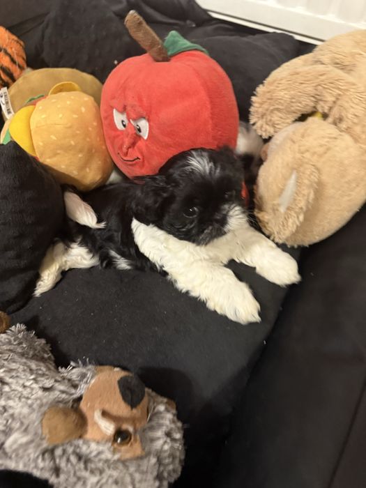 Shih tzu szczeniak