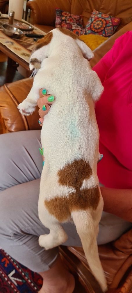 Jack Russell Terier piękna suczka gładkowłosa.