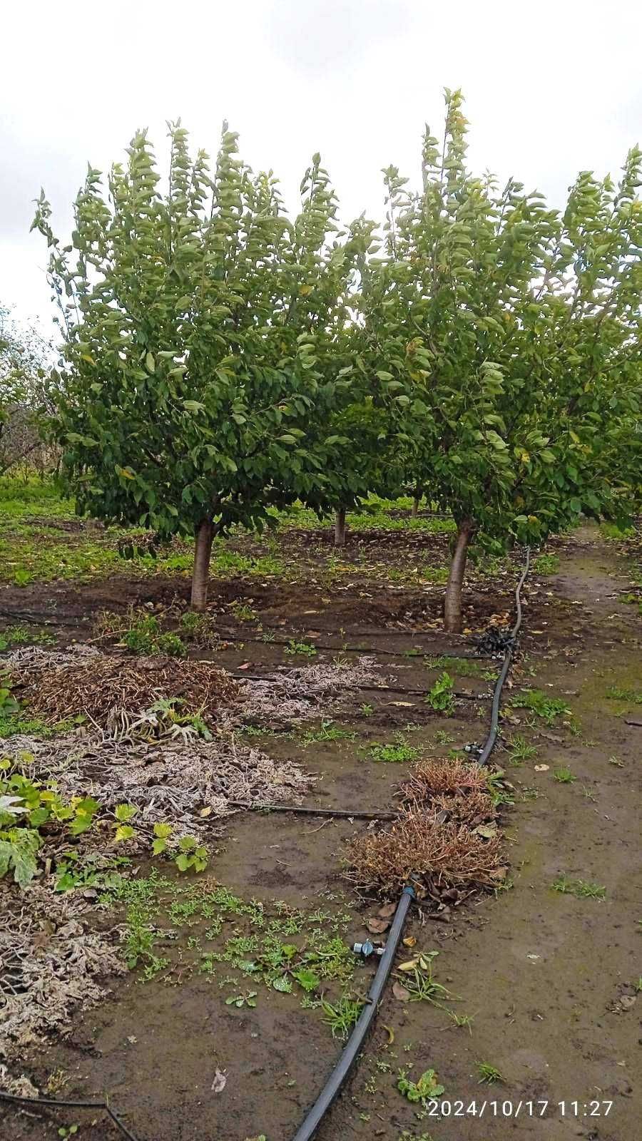 Продам два дома на одном участке в с.Троицкое