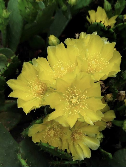 Кактус уличный опунция и саженцы клубники