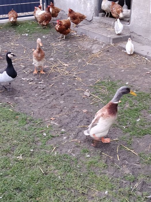 Kaczki bieguski biegus indyjski kaczki i kaczory  para pastelowych