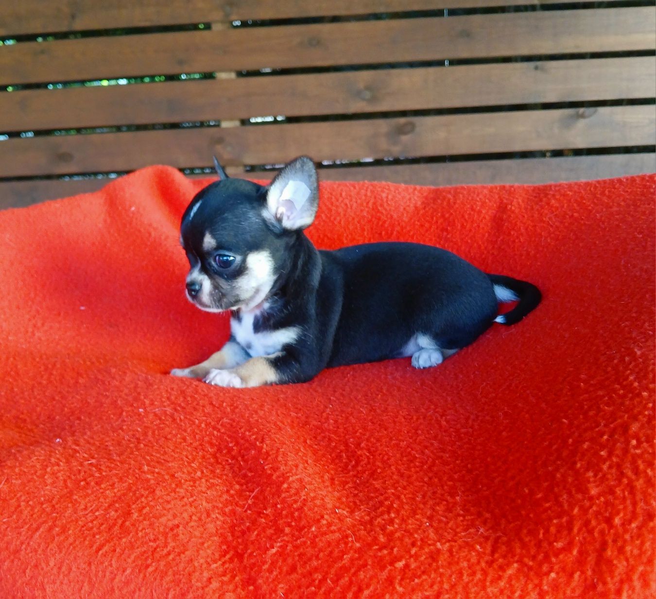 Śliczna suczka chihuahua