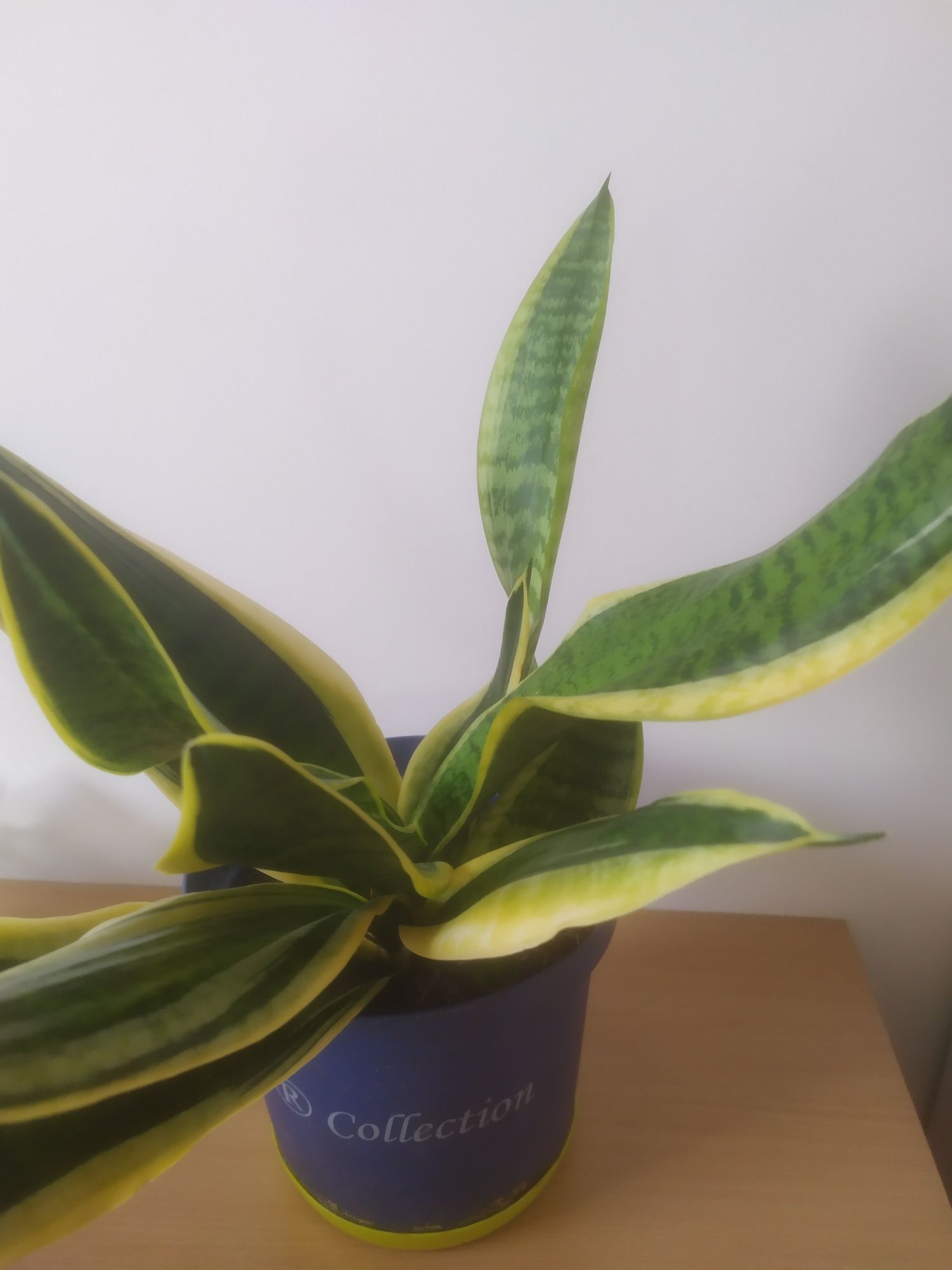 Sansewieria gwinejska 'Laurentii' Sansevieria trifasciata okazja!