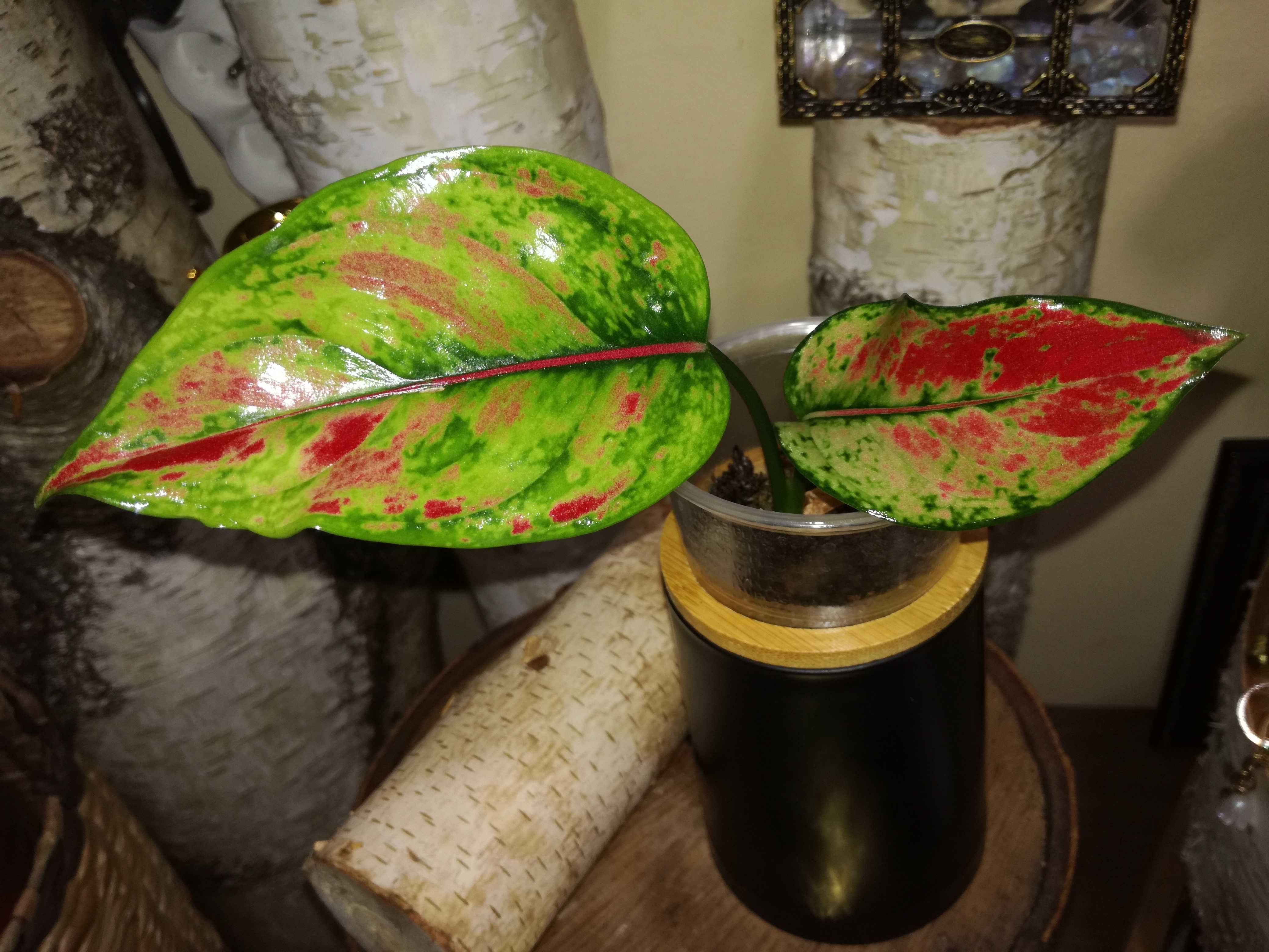 Aglaonema Red Heng Heng sunset Monstera kwiat roślin piękna philodendr