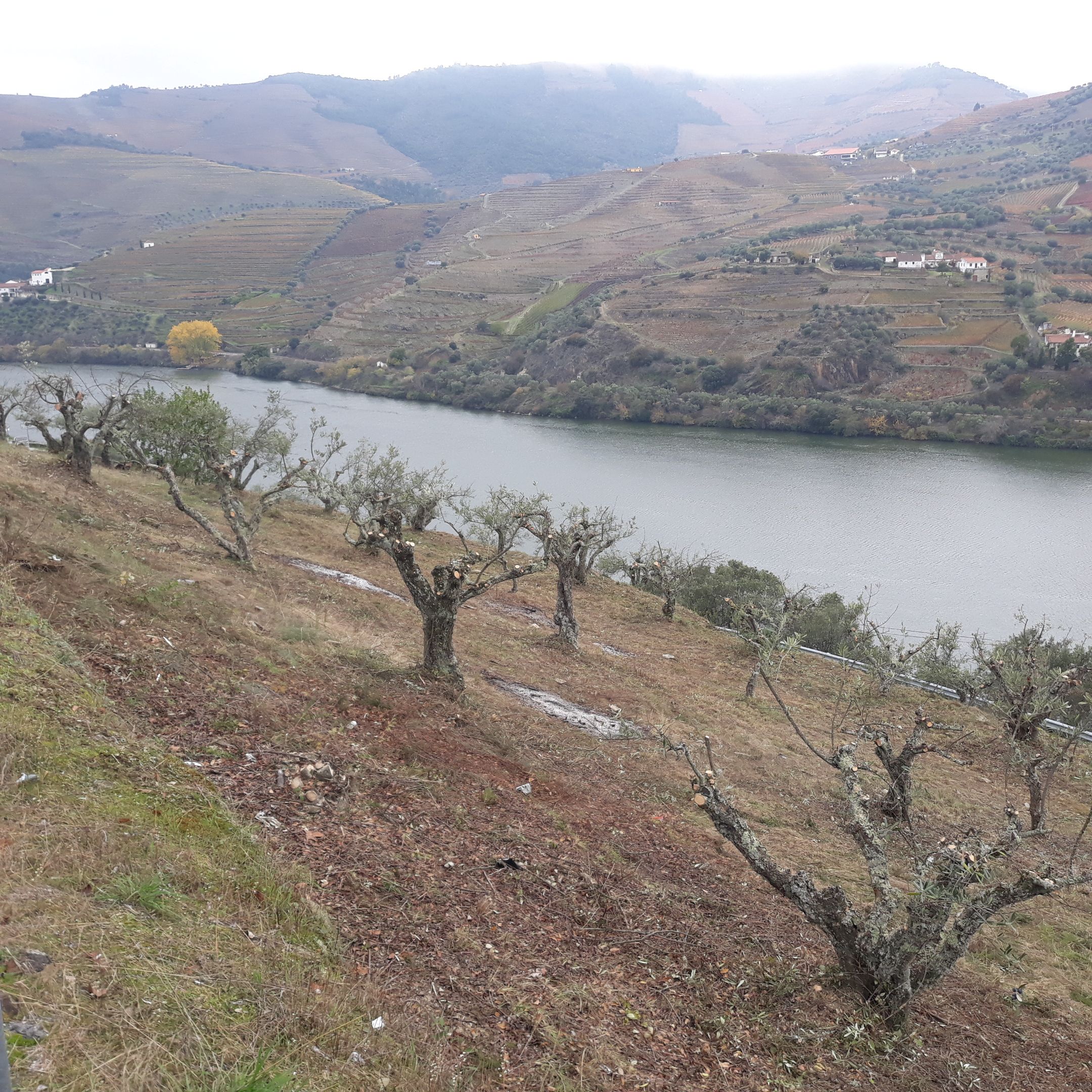 Desmatagem, Limpeza de Terrenos, Olivais e Vinhas