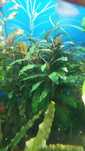Rośliny bcephalandra anubias