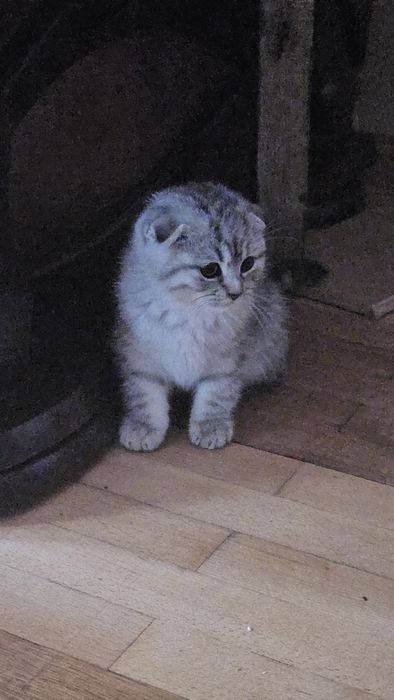 Шотландське кошеня