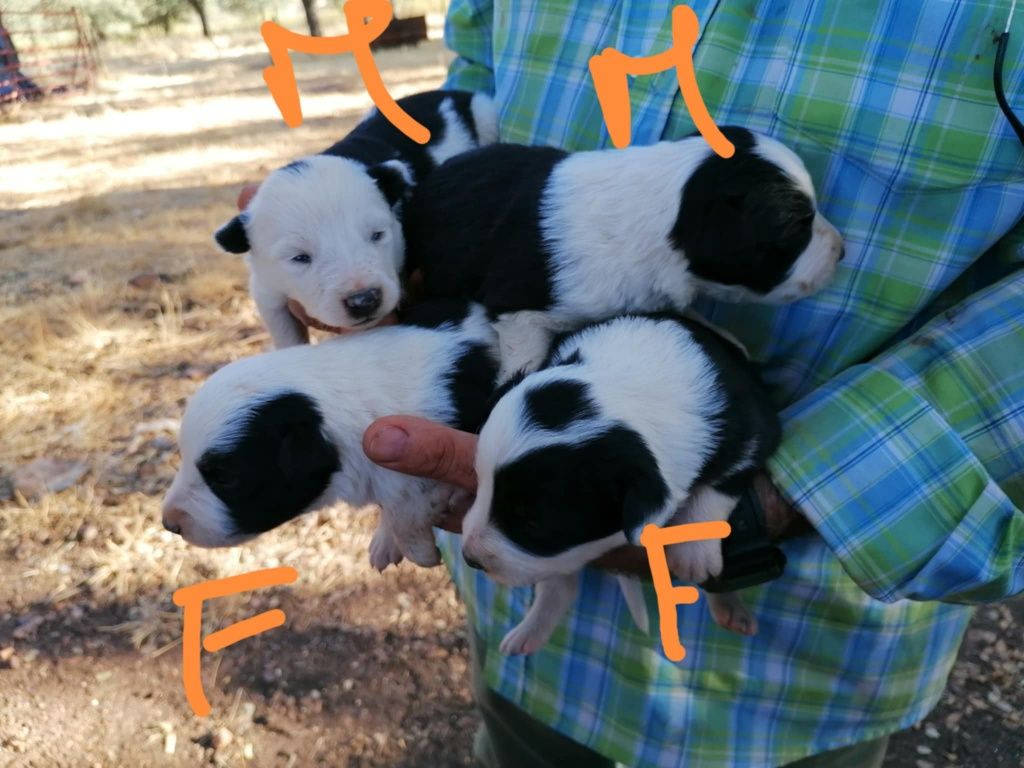 Collies machos e fêmeas