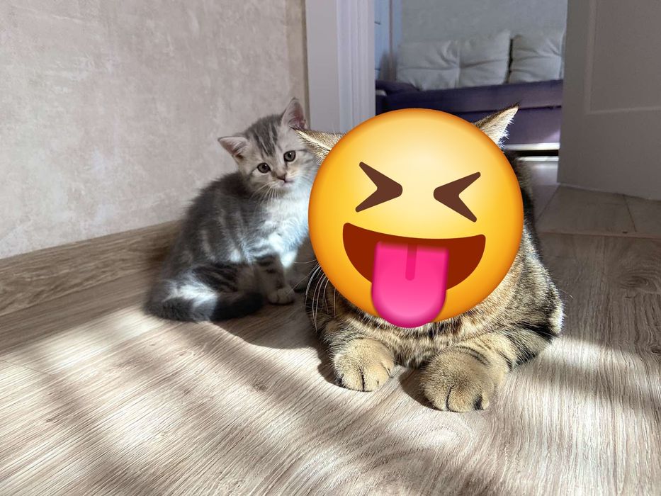 Котята шотландці гарнесенькі