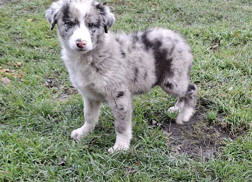Sprzedam szczeniaka Border Collie