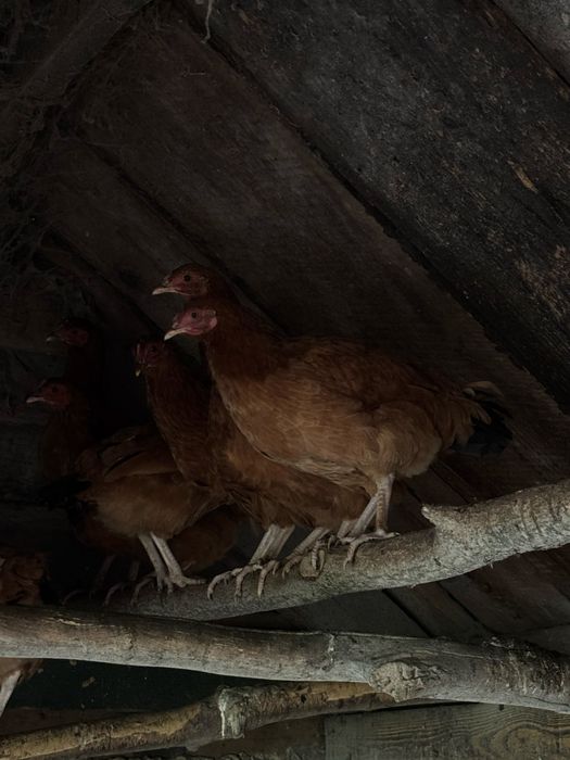 Sprzedam kury nioski