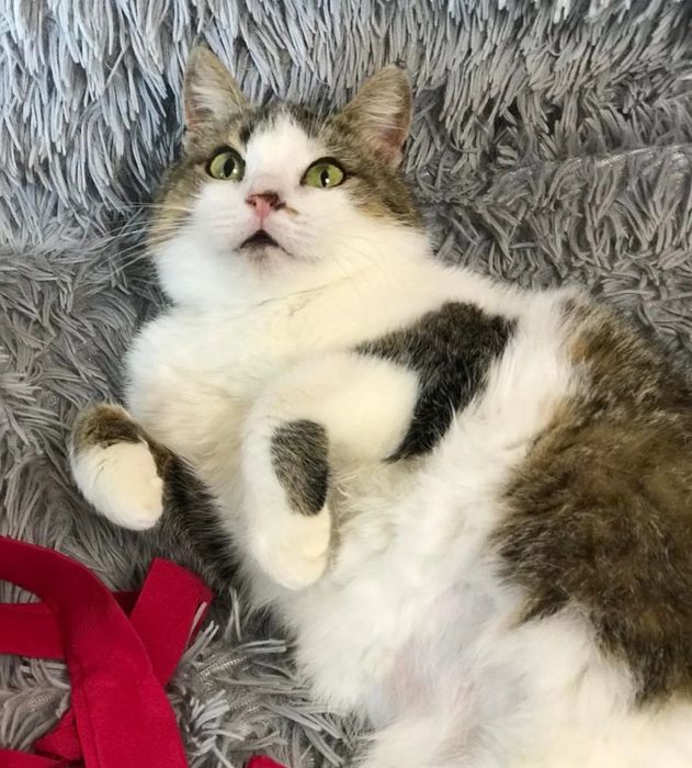 Отдам бесплатно!!